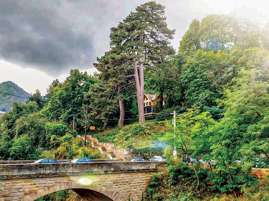 Вековните борови.