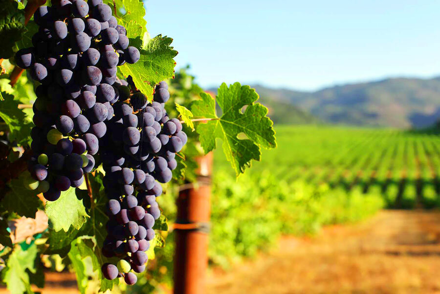 Масовното иселување особено од руралните средини доведе до намалување на лозовите насади и недостиг на работна сила.