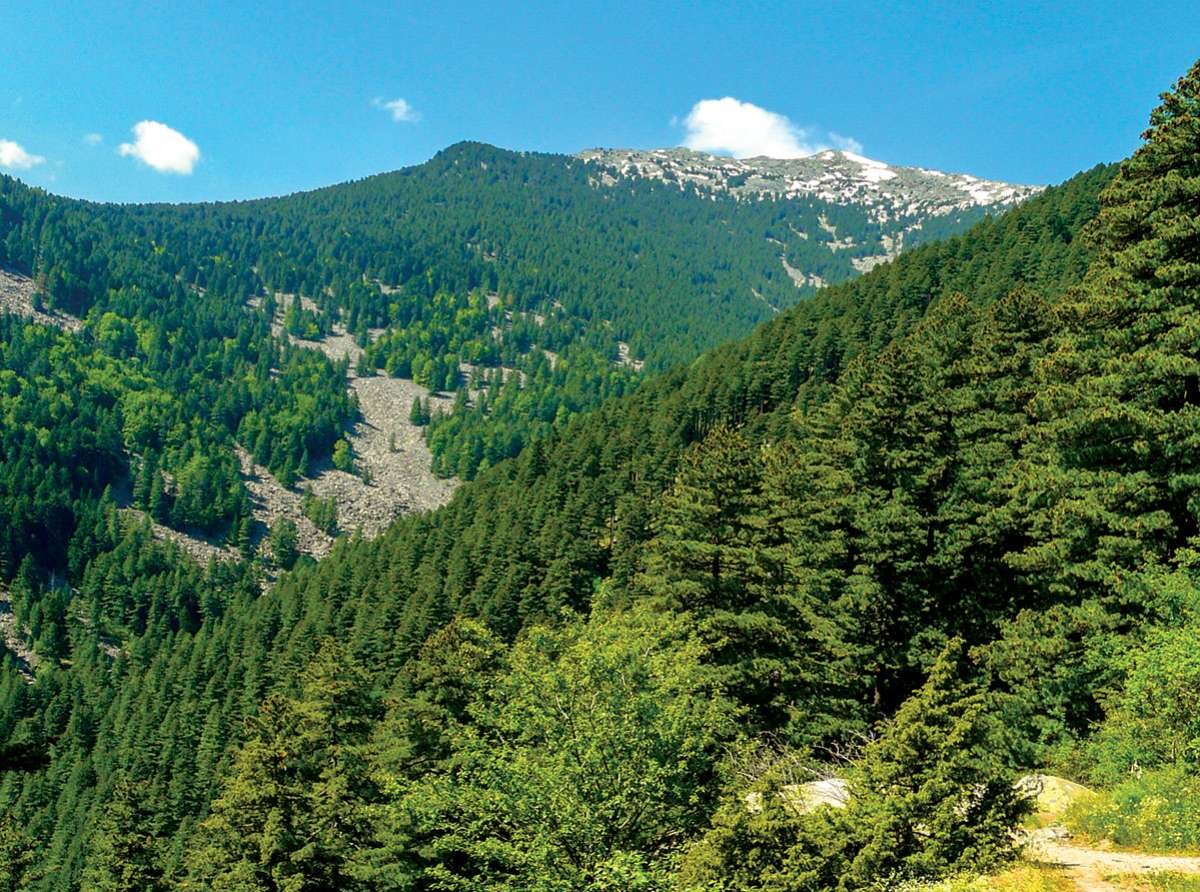 ПЕЛИСТЕР – подзаборавена планинска убавица